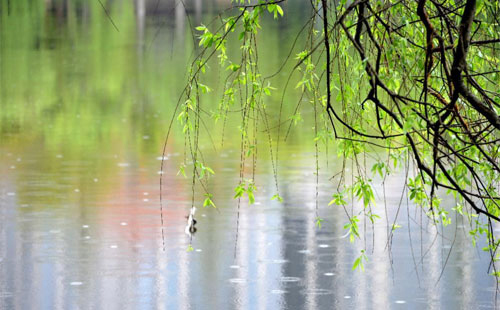 雨中的守护者 —— 循化珍珠棉的应用实践